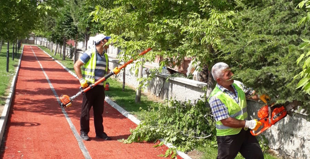 Alaca’da ağaçlar budanıyor