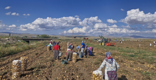 Satamadığı patatesleri halka ücretsiz dağıttı