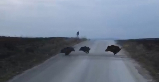 Alaca'da domuz sürüsü kamerada