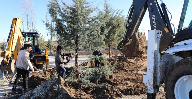 Veli Çayırı’nın etrafı ağaçlandırılıyor