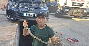 Otomobilin motoruna giren yılanı itfaiye çıkardı
