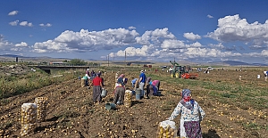 bSatamadığı patatesleri halka ücretsiz.../b