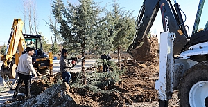 Veli Çayırı’nın etrafı ağaçlandırılıyor